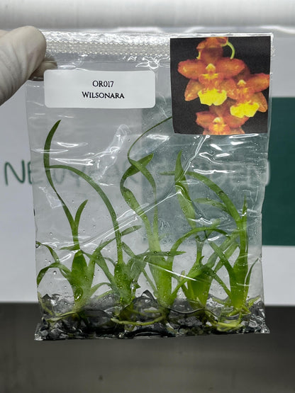 Wilsonara Tissue Culture (5 items/bag)