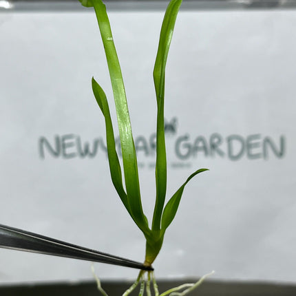 Miltassia (O-147) Tissue Culture (5 items/bag)