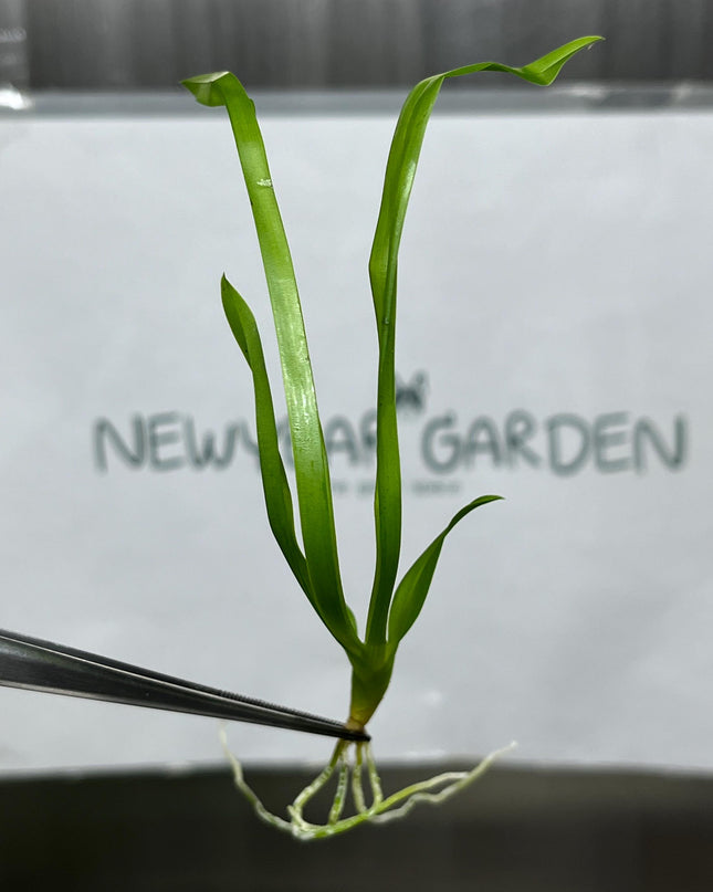 Miltassia (O-147) Tissue Culture (5 items/bag)