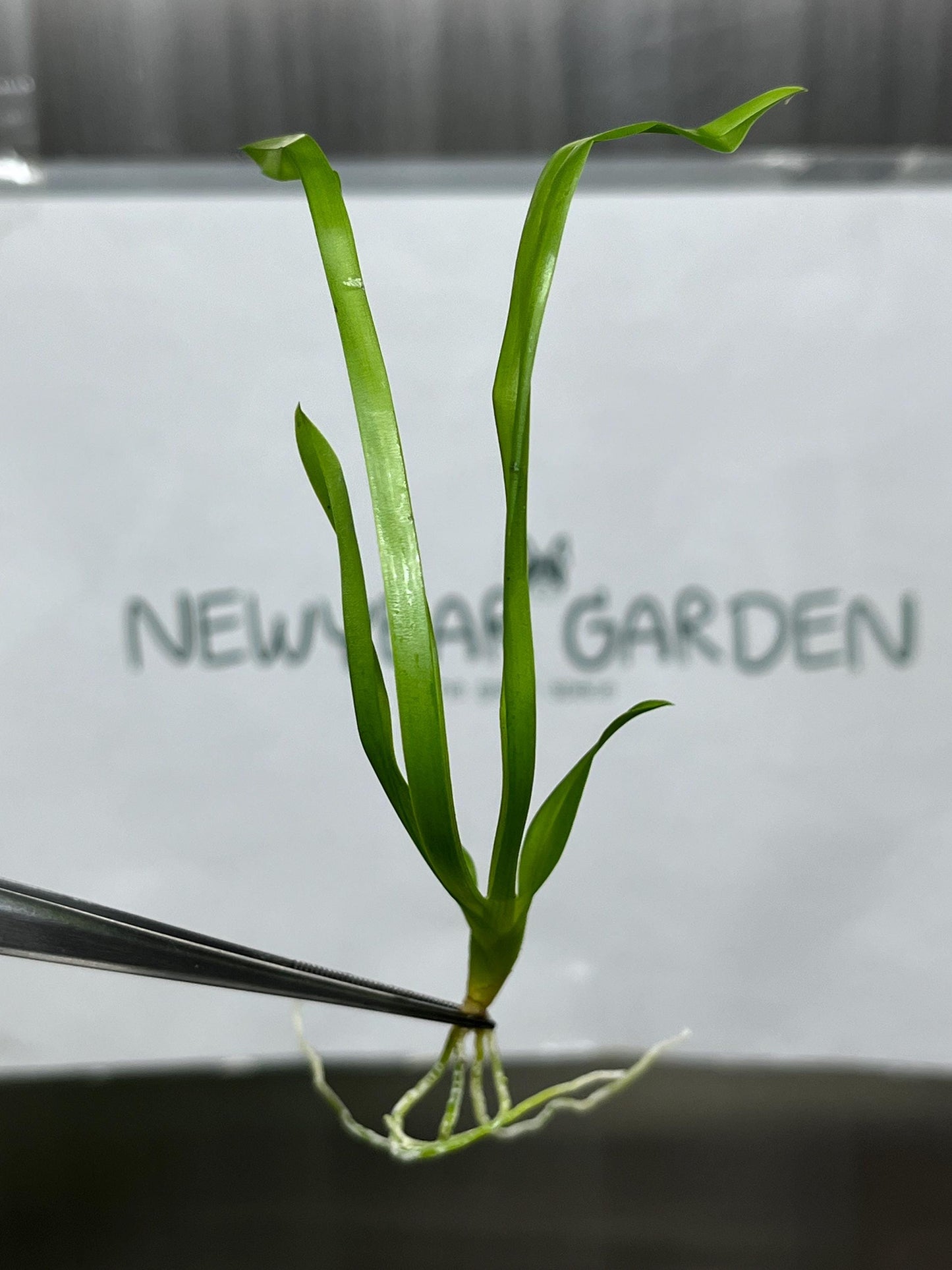 Miltassia (O-147) Tissue Culture (5 items/bag)