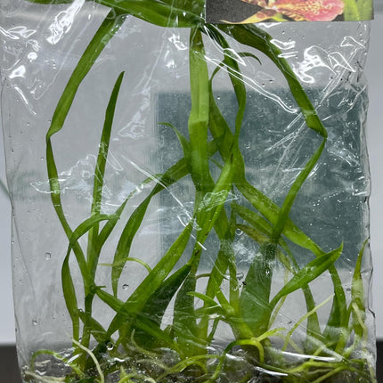 Miltassia (O-147) Tissue Culture (5 items/bag)