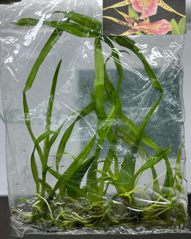 Miltassia (O-147) Tissue Culture (5 items/bag)
