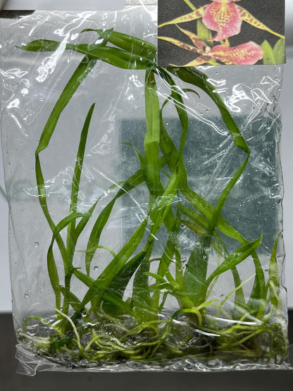 Miltassia (O-147) Tissue Culture (5 items/bag)