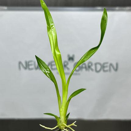 Oncidium Twinkle Red Tissue Culture (5 items/bag)
