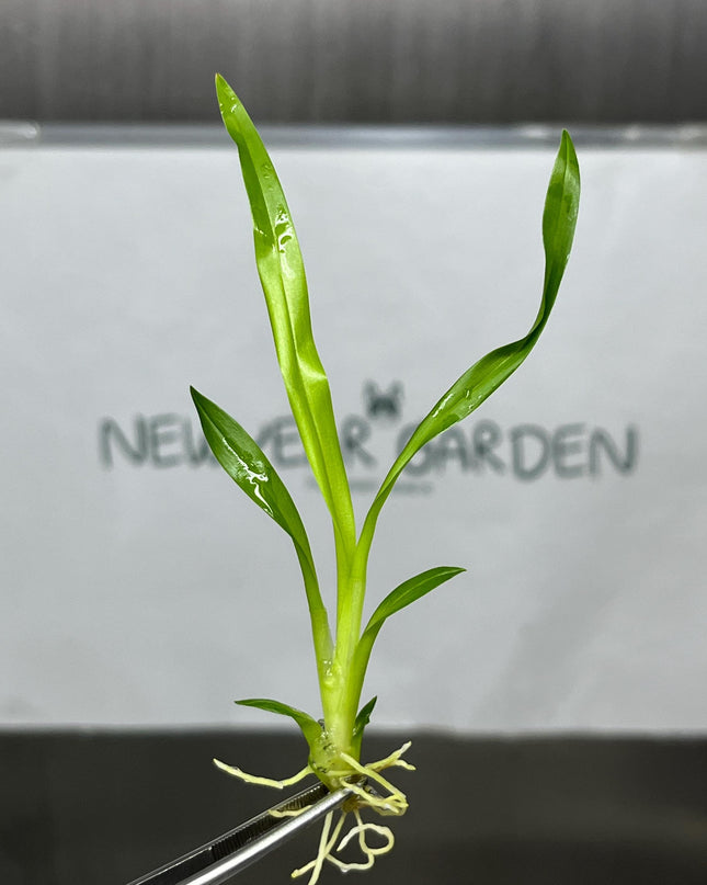 Oncidium Twinkle Red Tissue Culture (5 items/bag)