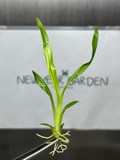 Oncidium Twinkle Red Tissue Culture (5 items/bag)