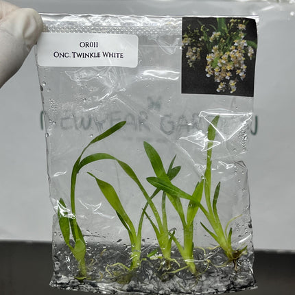 Oncidium Twinkle White Tissue Culture (5 items/bag)