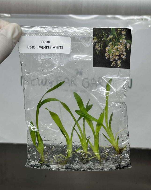 Oncidium Twinkle White Tissue Culture (5 items/bag)