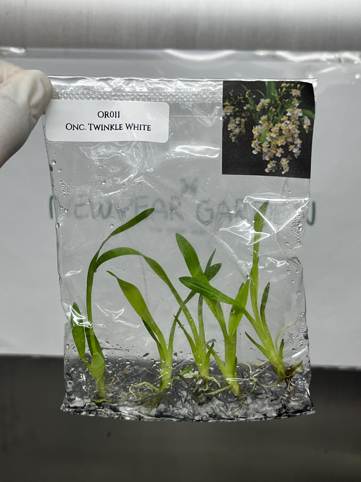 Oncidium Twinkle White Tissue Culture (5 items/bag)