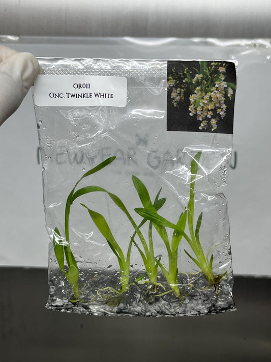 Oncidium Twinkle White Tissue Culture (5 items/bag)