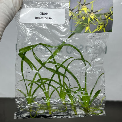 Brassidium Tissue Culture (5 items/bag)
