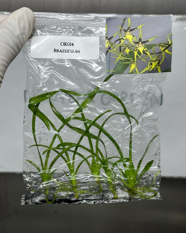 Brassidium Tissue Culture (5 items/bag)