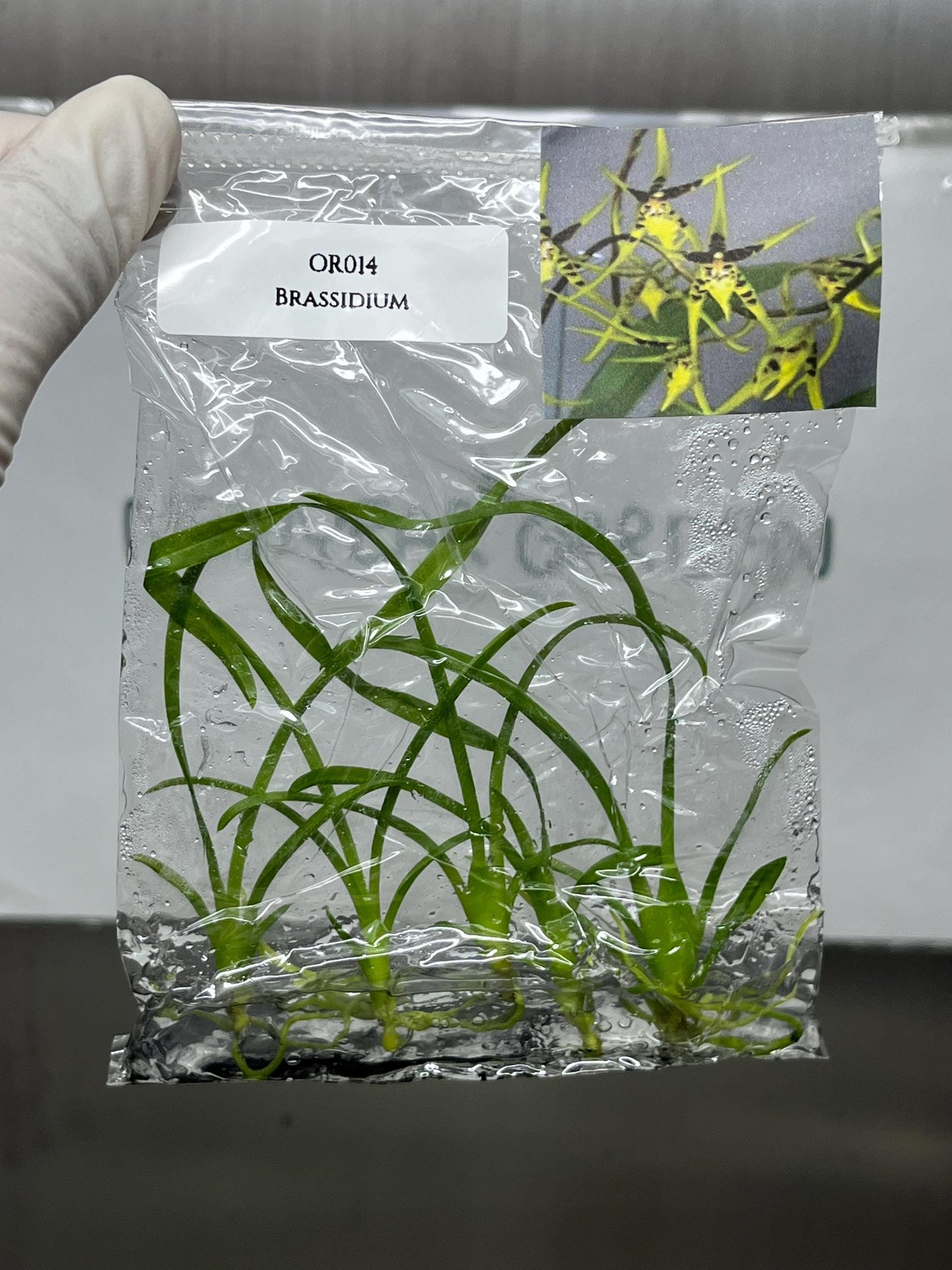 Brassidium Tissue Culture (5 items/bag)