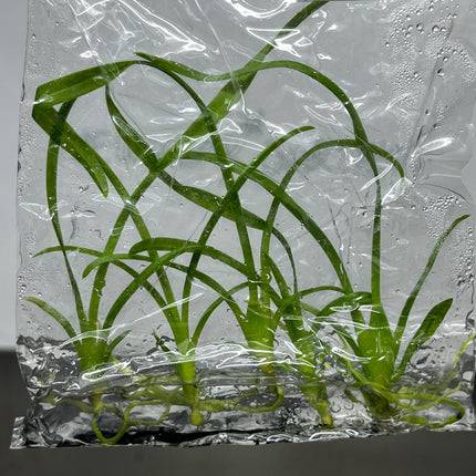 Brassidium Tissue Culture (5 items/bag)