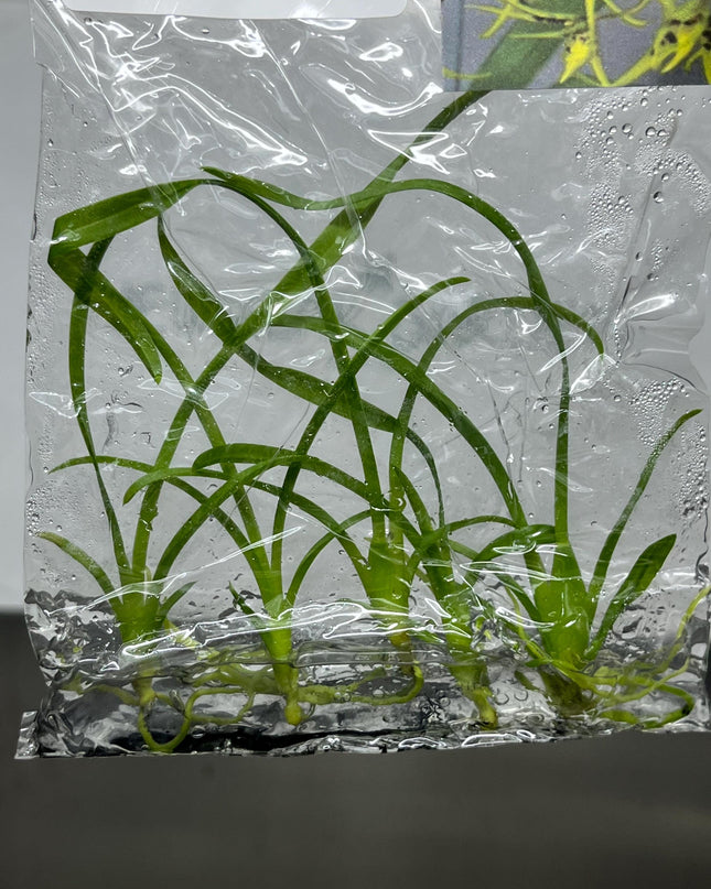 Brassidium Tissue Culture (5 items/bag)