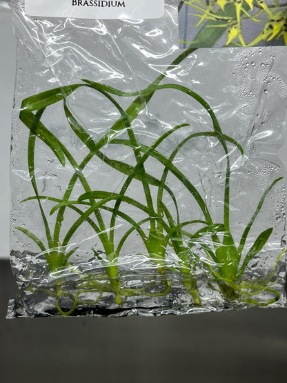 Brassidium Tissue Culture (5 items/bag)