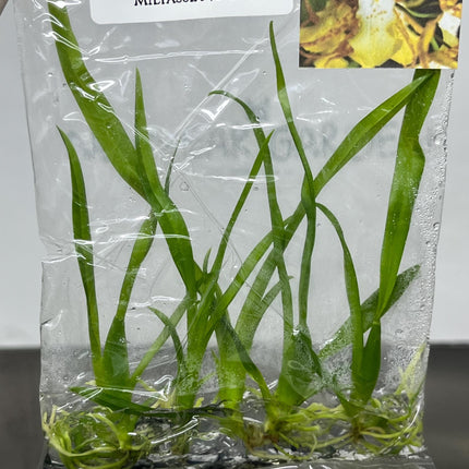 Miltassia (O-150)  Tissue Culture (5 items/bag)