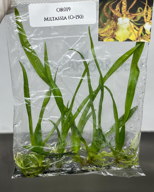 Miltassia (O-150)  Tissue Culture (5 items/bag)