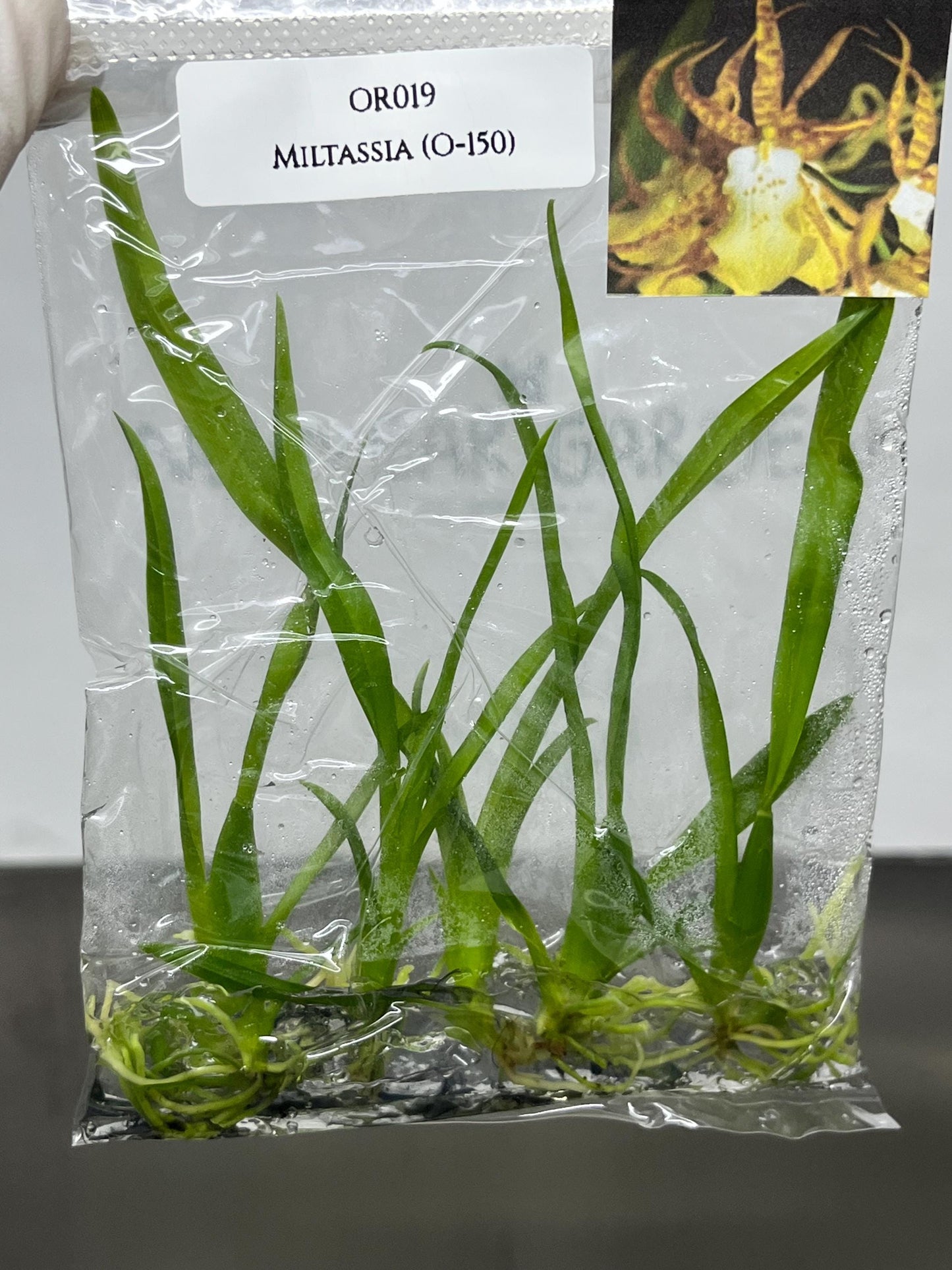 Miltassia (O-150)  Tissue Culture (5 items/bag)