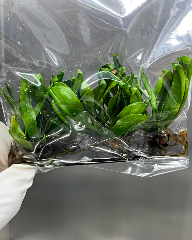 Sarracenia Purpurrea Hybrids Tissue Culture (1 item/bag)