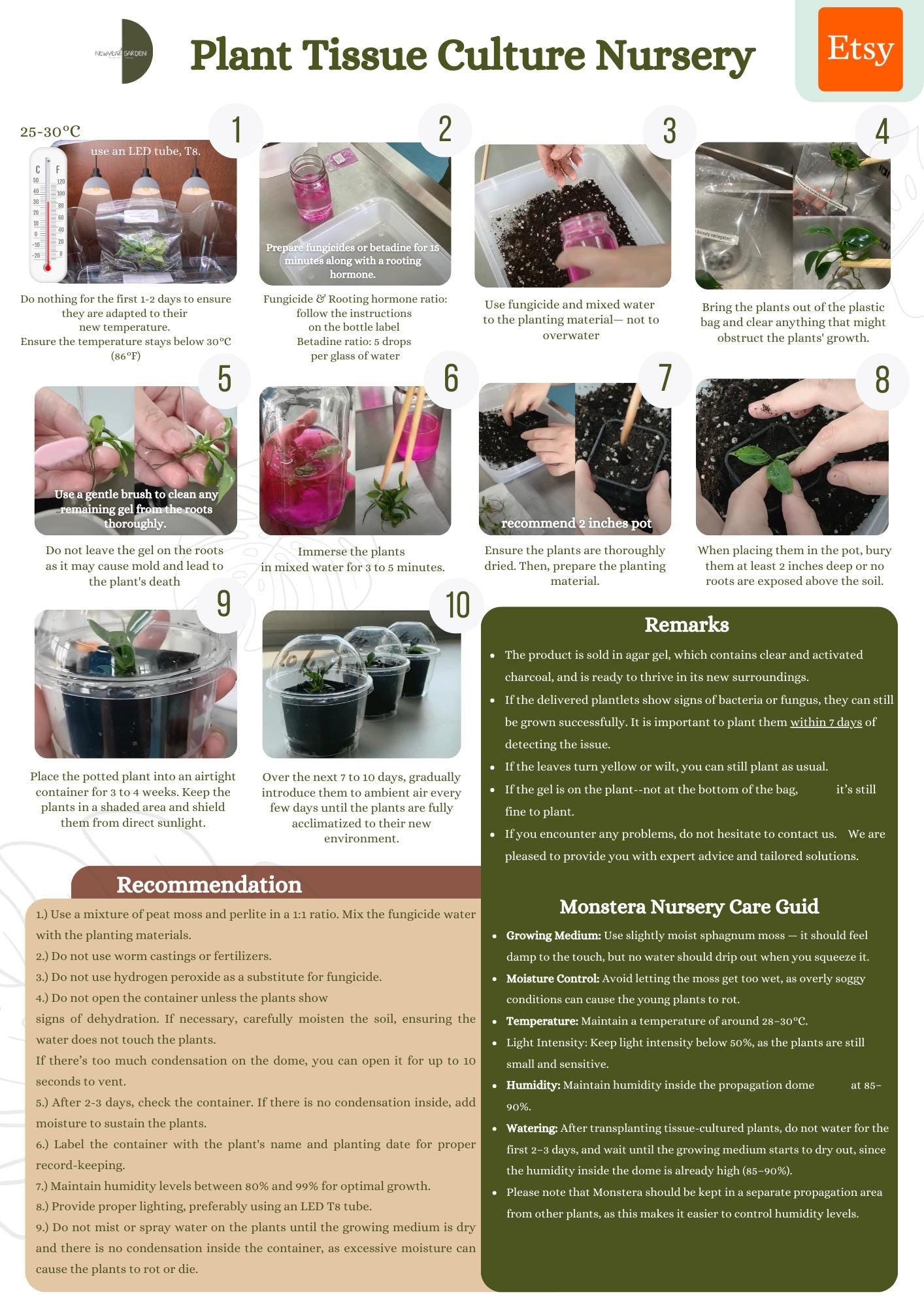 Anthurium Brownii Tissue Culture (5 items/bag)