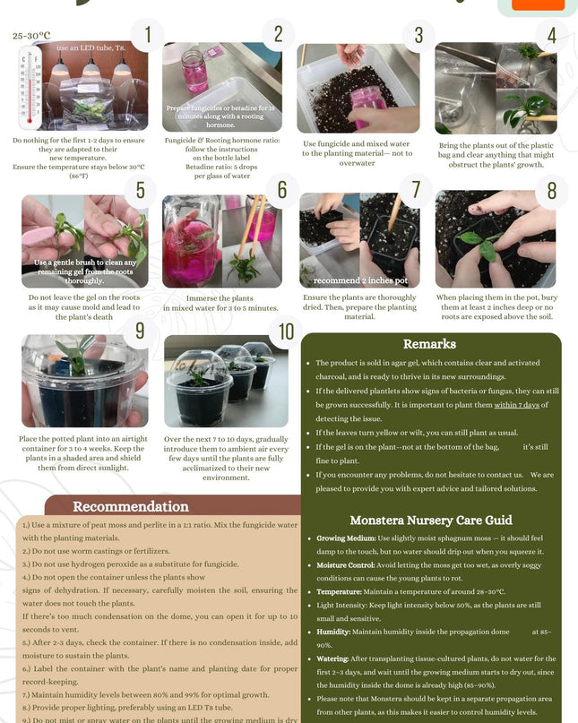 Anthurium Papilliaminum Tissue Culture (1 item/bag)