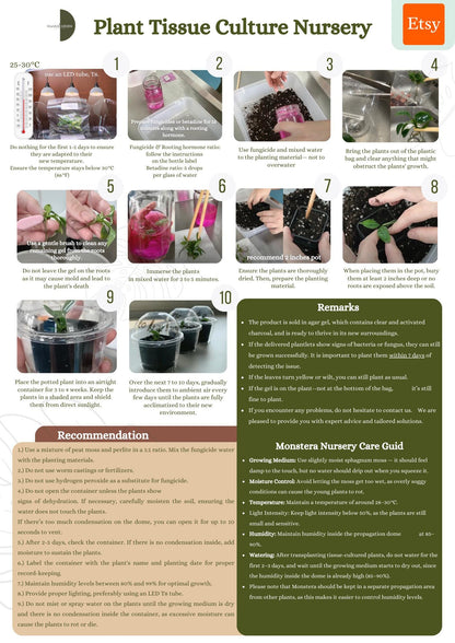 Alocasia Ninja Albo Variegated Tissue Culture (1 item/bag)