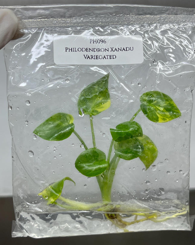 Philodendron Xanadu Variegted Tissue Culture (1 item/bag)