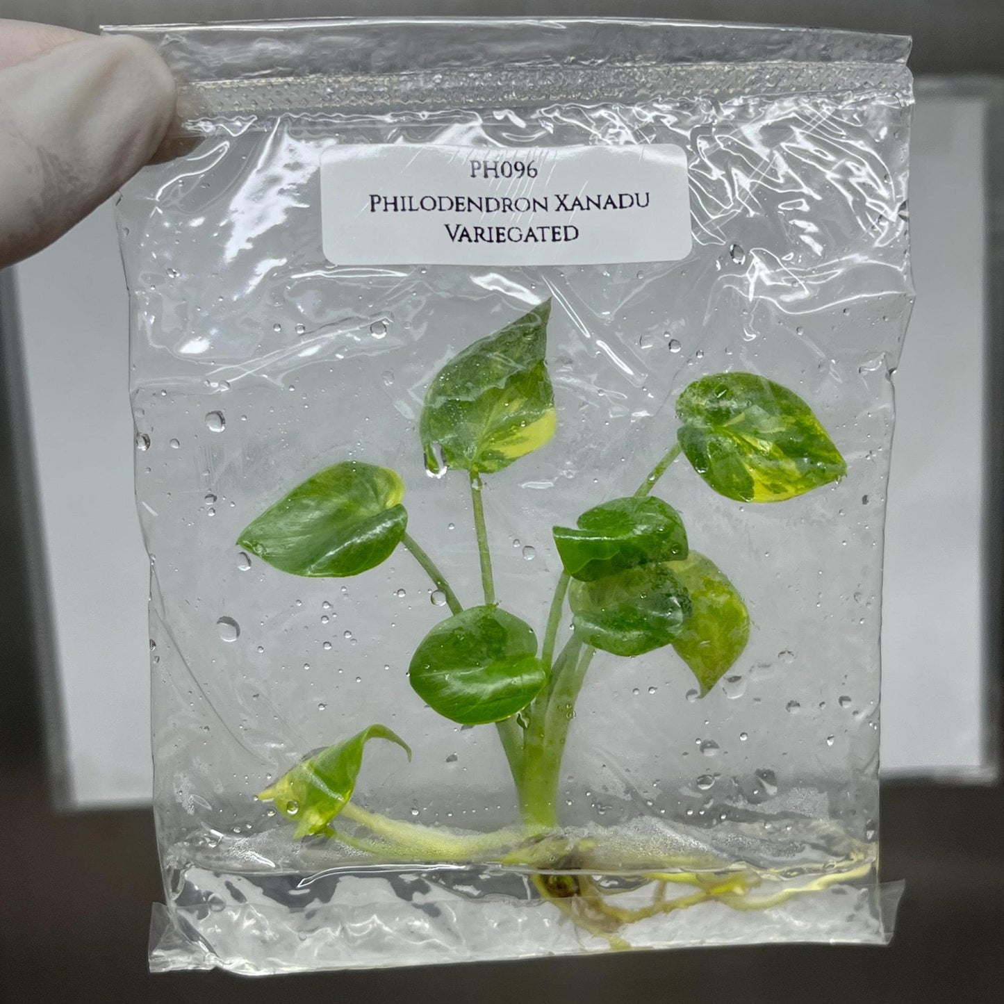 Philodendron Xanadu Variegted Tissue Culture (1 item/bag)