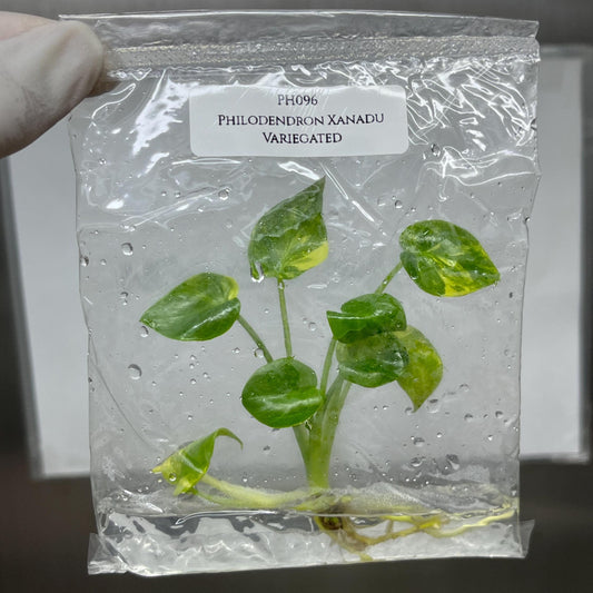 Philodendron Xanadu Variegted Tissue Culture (1 item/bag)