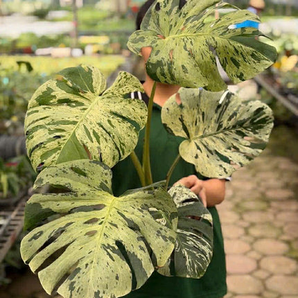 Monstera Vietciosa Variegated Tissue Culture (1 item/bag)
