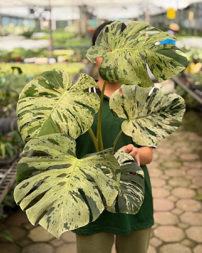 Monstera Vietciosa Variegated Tissue Culture (1 item/bag)