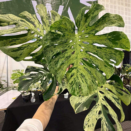 Monstera Vietciosa Variegated Tissue Culture (1 item/bag)