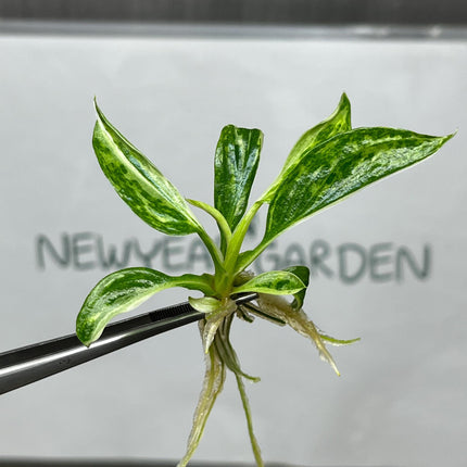 Philodendron Jose Buono Variegated Tissue Culture (5 items/bag)