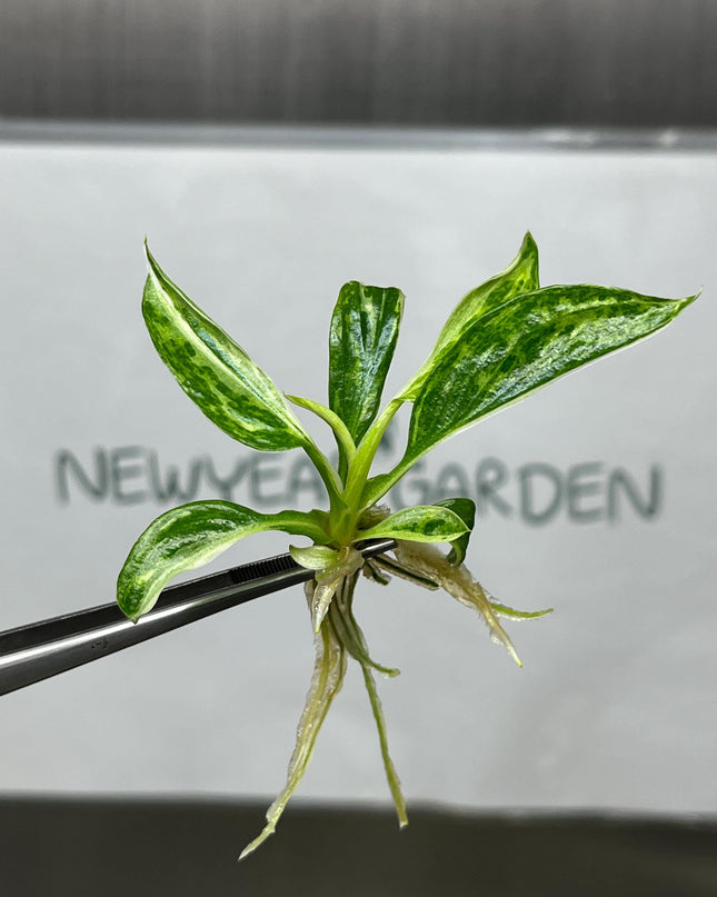 Philodendron Jose Buono Variegated Tissue Culture (5 items/bag)