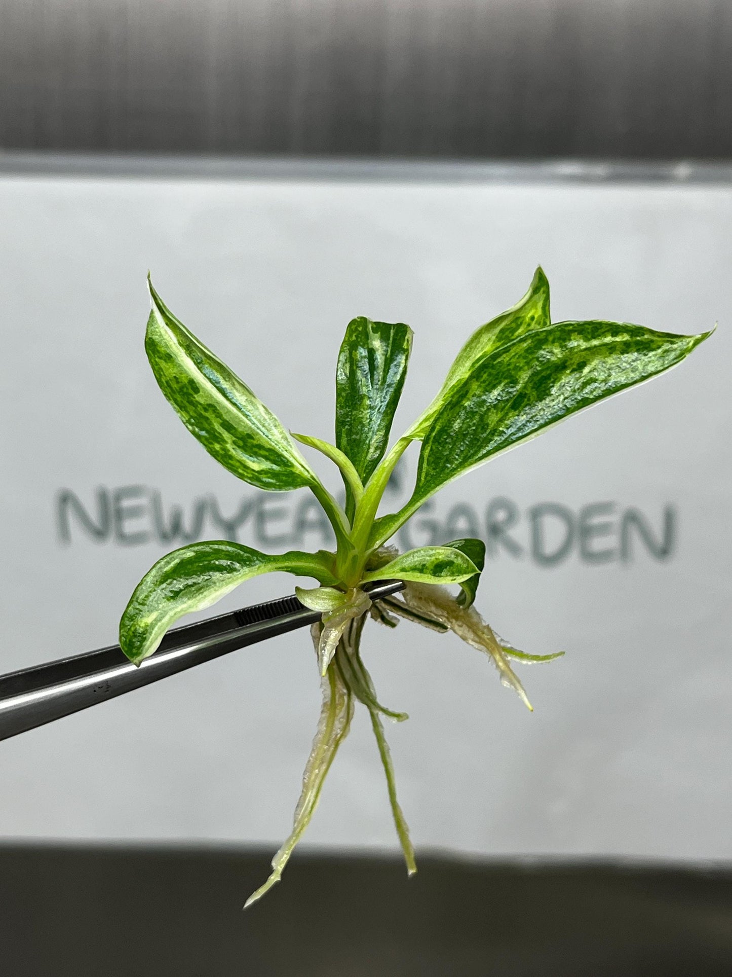 Philodendron Jose Buono Variegated Tissue Culture (5 items/bag)