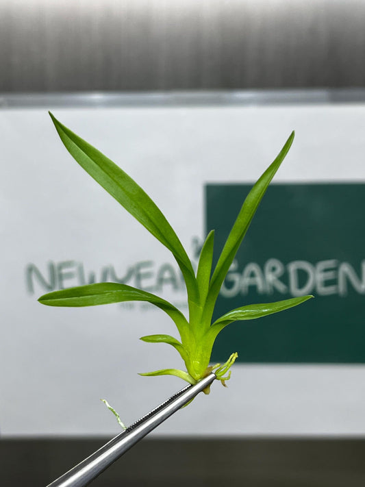 Beallara Tahoma Glacier "Green" Tissue Culture (5 items/bag)