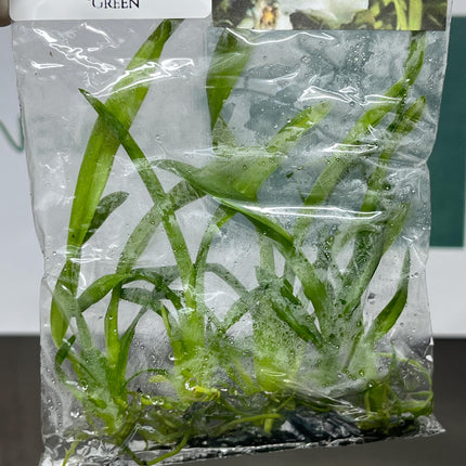 Beallara Tahoma Glacier "Green" Tissue Culture (5 items/bag)