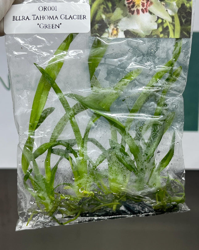 Beallara Tahoma Glacier "Green" Tissue Culture (5 items/bag)