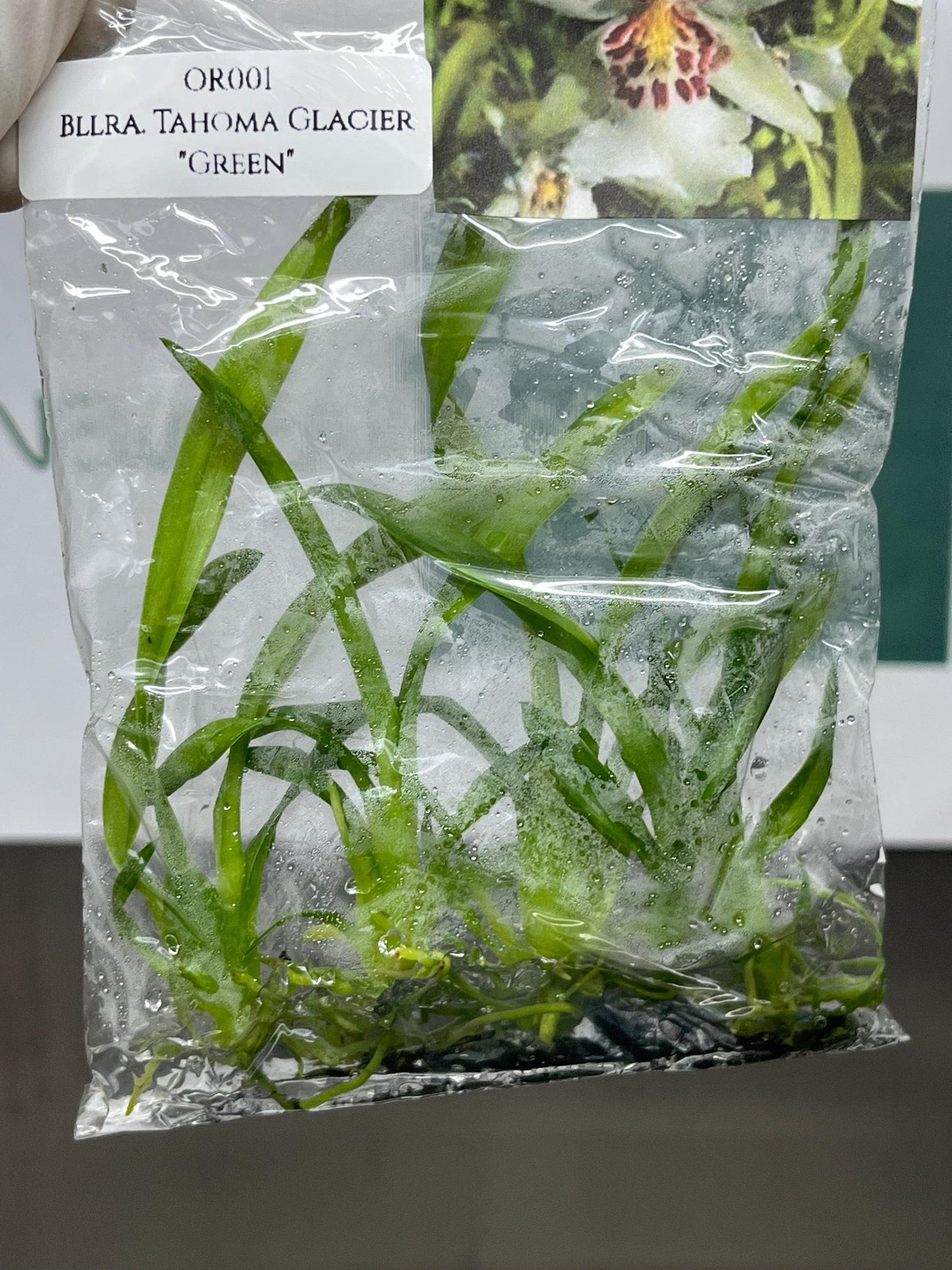Beallara Tahoma Glacier "Green" Tissue Culture (5 items/bag)
