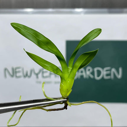 Beallara Howards Dream Tissue Culture (5 items/bag)