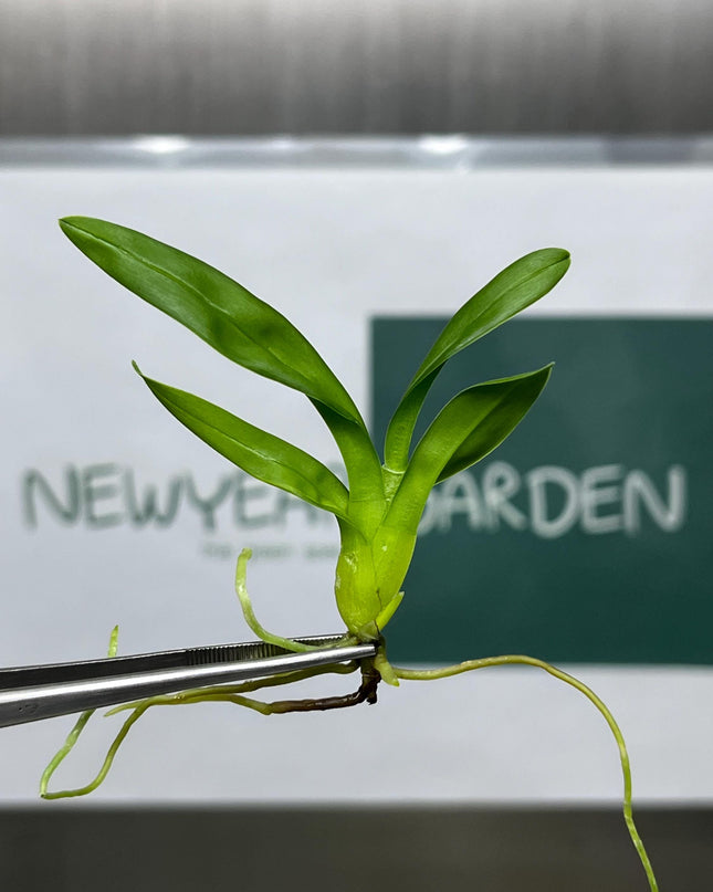 Beallara Howards Dream Tissue Culture (5 items/bag)
