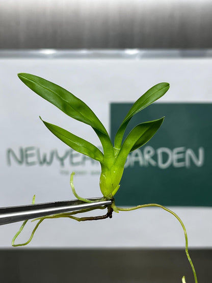 Beallara Howards Dream Tissue Culture (5 items/bag)