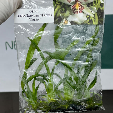 Beallara Tahoma Glacier "Green" Tissue Culture (5 items/bag)