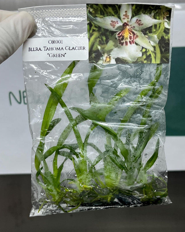 Beallara Tahoma Glacier "Green" Tissue Culture (5 items/bag)