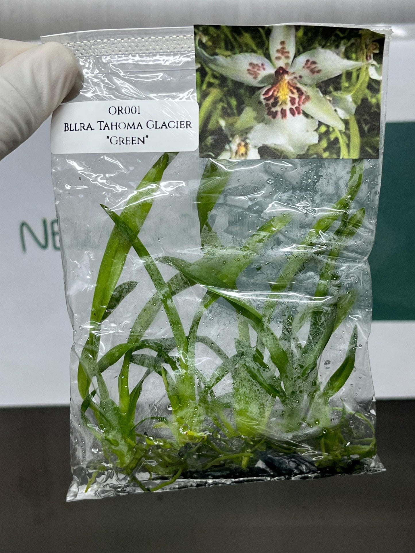 Beallara Tahoma Glacier "Green" Tissue Culture (5 items/bag)