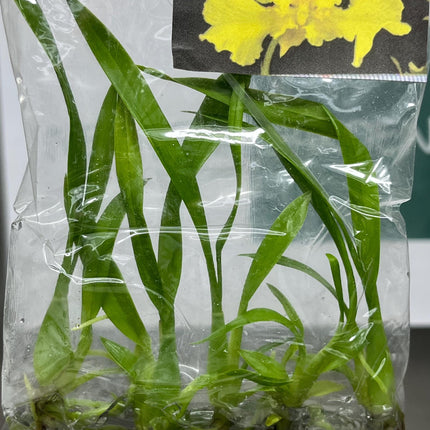 Oncidium (Yellow Color) Tissue Culture (5 items/bag)