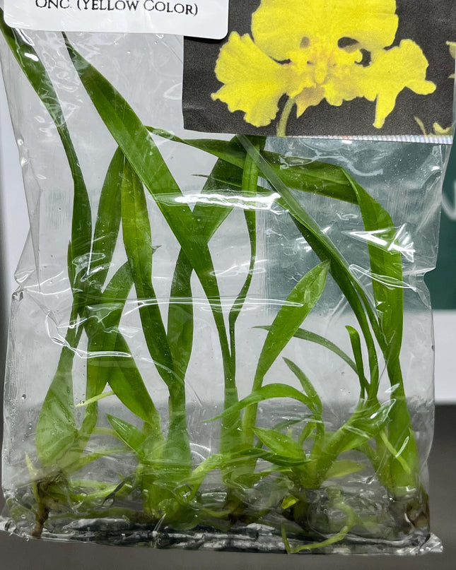 Oncidium (Yellow Color) Tissue Culture (5 items/bag)