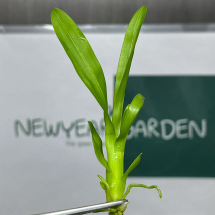 Dendrobium Red Bull Tissue Culture (5 items/bag)