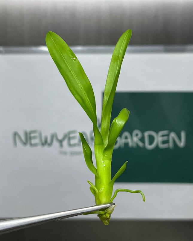 Dendrobium Red Bull Tissue Culture (5 items/bag)